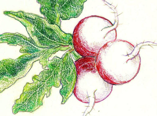 Vibrant colored pencil drawing of three fresh red radishes with green leaves. Healthy garden vegetable illustration.
