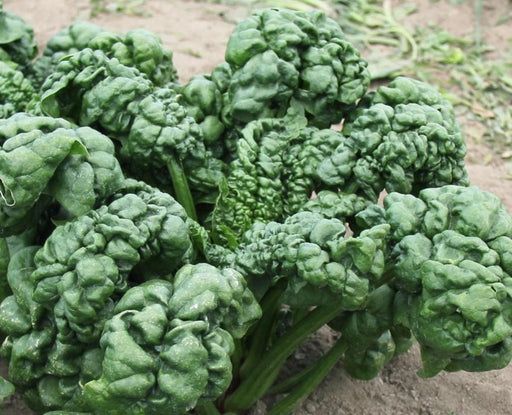 Fresh dark green savoy spinach leaves growing in a garden. Healthy organic vegetable.