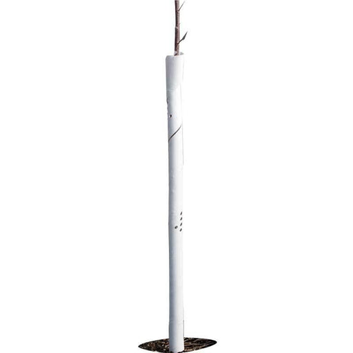 White spiral tree guard protecting a young sapling. Ideal for plant protection, horticulture, and forestry.