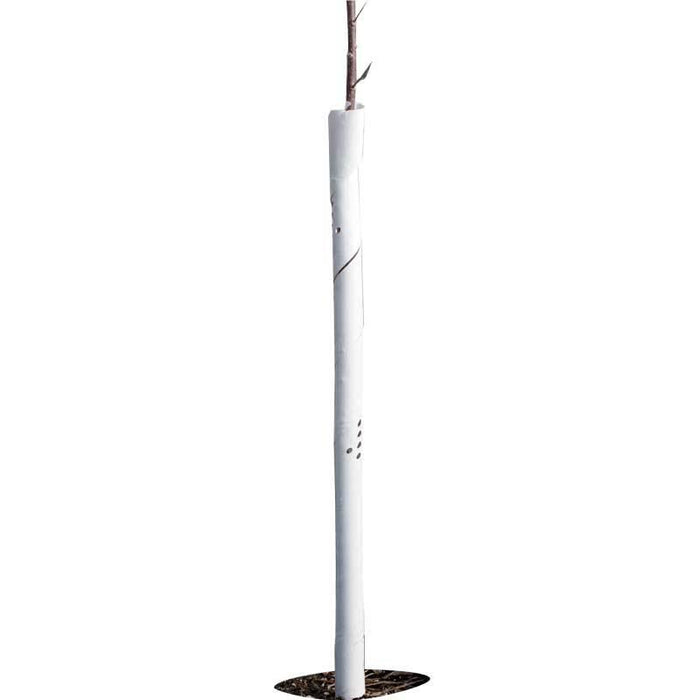 Young tree sapling in white tree guard. Protects trees from deer, rabbits, and weather. Tree shelter.