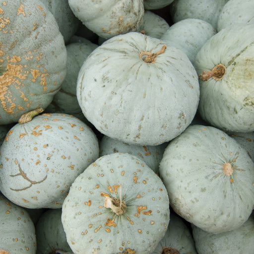 Numerous blue-grey pumpkins with rustic orange spots, piled high for fall harvest, autumn decor, or recipes.