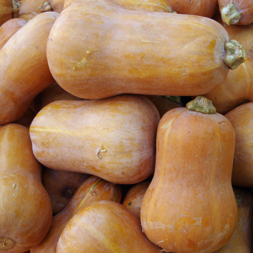 Pile of light orange butternut squash. Fresh winter vegetables, healthy produce for cooking, roasting, and soups.