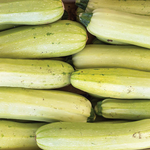 Freshly harvested light green zucchini. Abundant summer squash, healthy farm produce, garden vegetables.