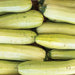 Freshly harvested light green zucchini. Abundant summer squash, healthy farm produce, garden vegetables.