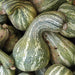 Heap of green and white striped, curved winter squash. Textured skin, fresh farm produce.
