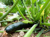 Large dark green zucchini squash growing in a summer garden, surrounded by green leaves, stems, and yellow blossoms.