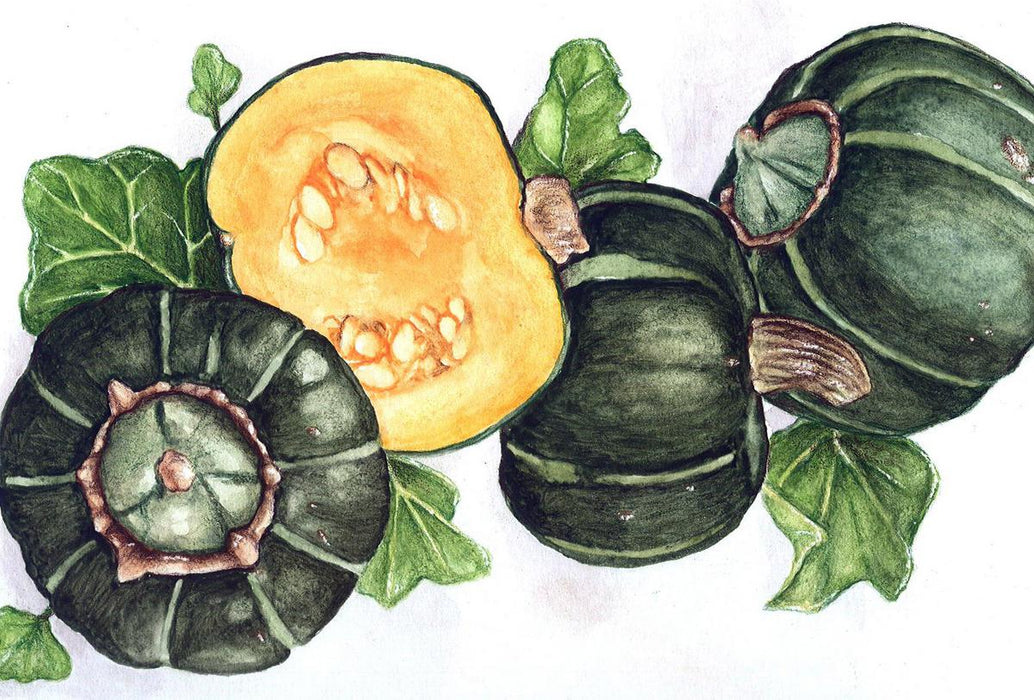 Fresh acorn squash watercolor. Three green ribbed squash, one halved to show orange flesh, seeds, and green leaves.