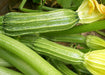 Fresh striped zucchini squash growing in a garden with vibrant yellow flowers and green leaves.