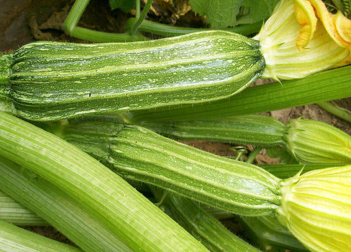 Fresh striped zucchini squash growing in a garden with vibrant yellow flowers and green leaves.
