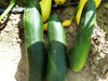 Three fresh green zucchinis on garden soil with yellow squash in background.
