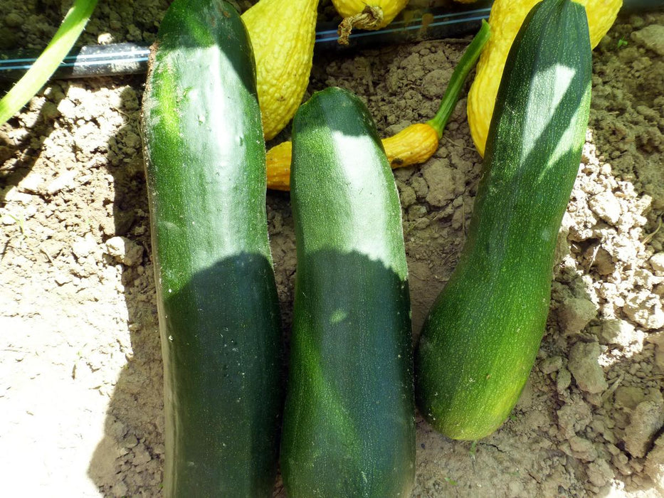 Three fresh green zucchinis on garden soil with yellow squash in background.