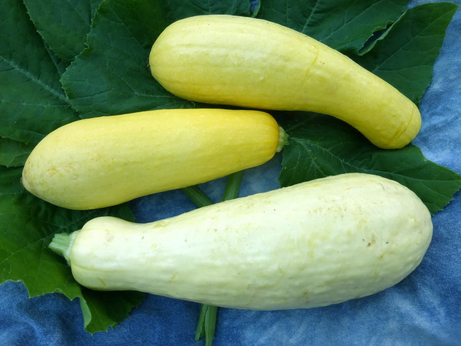 Freshly picked yellow and pale summer squash on green leaves. Healthy organic garden vegetables.