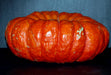 Large, flattened orange heirloom pumpkin with deep ribs and textured skin for fall decor.