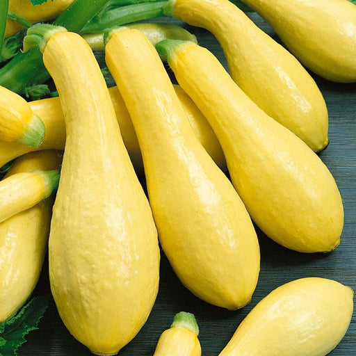 Vibrant yellow summer squash, freshly harvested garden vegetables.