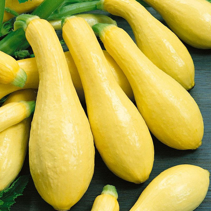 Vibrant yellow summer squash, freshly harvested garden vegetables.