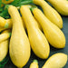 Vibrant yellow summer squash, freshly harvested garden vegetables.