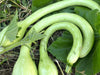 Light green, curved snake gourds or calabash squash growing in a garden with large green leaves.