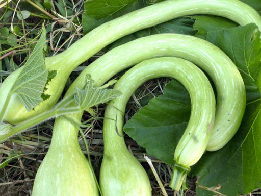 Light green, curved snake gourds or calabash squash growing in a garden with large green leaves.
