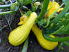 Two vibrant yellow squash growing on green plants in a garden, surrounded by bright yellow flowers.