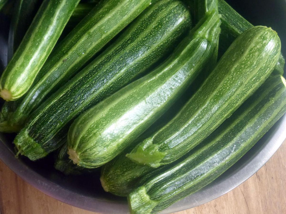 Freshly harvested green zucchinis in a metal bowl. Healthy organic summer squash produce.