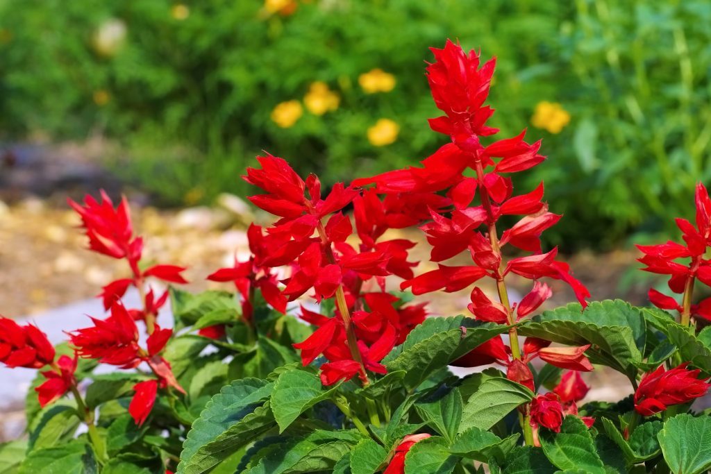 Vibrant red Salvia splendens flowers blooming in a sunny garden with green foliage and blurred yellow blooms.
