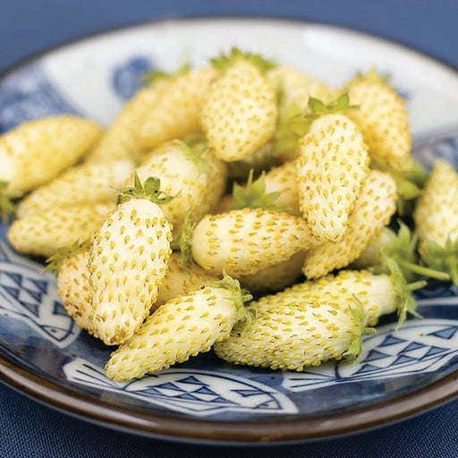 Fresh white pineberries with green caps in a blue and white patterned ceramic bowl.