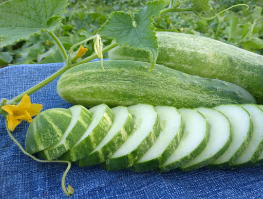 Garden fresh cucumbers, whole and sliced, with vibrant green leaves, yellow blossoms, and tendrils on blue denim.