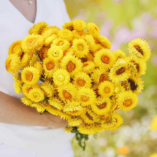 Person holding vibrant yellow strawflower bouquet with orange centers. Bright everlasting floral arrangement.