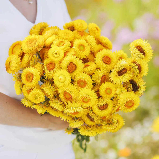 Person holding vibrant yellow strawflower bouquet with orange centers. Bright everlasting floral arrangement.