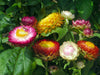 Vibrant strawflowers in pink, yellow, red, and white bloom in a garden, surrounded by green leaves. A small insect rests on a pink blossom.