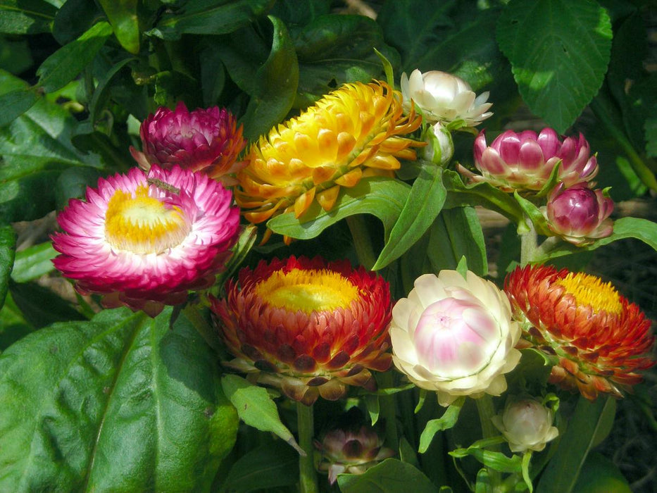 Vibrant strawflowers in pink, yellow, red, and white bloom in a garden, surrounded by green leaves. A small insect rests on a pink blossom.