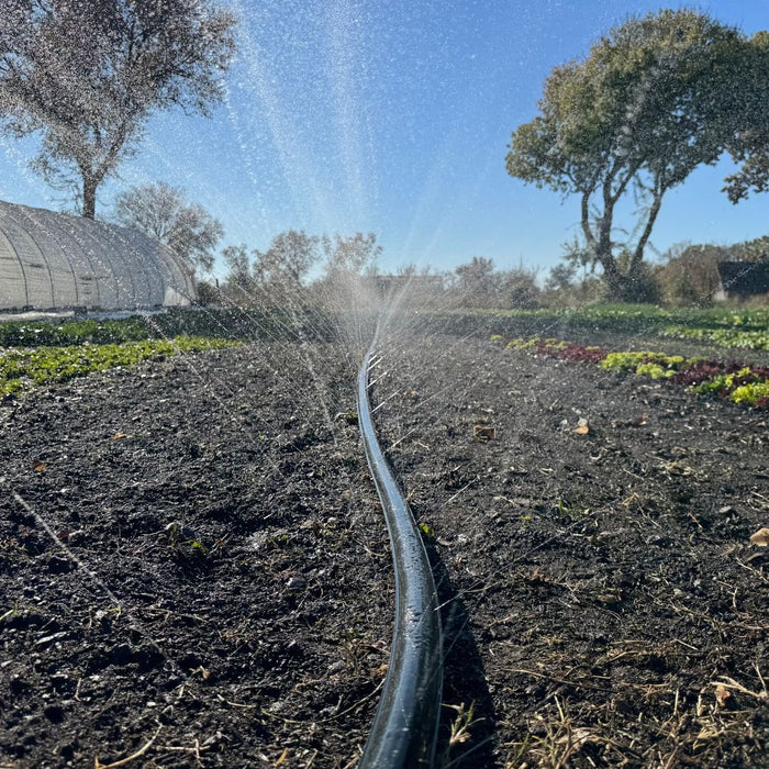 Drip irrigation system watering rows of fresh lettuce and crops on a sunny farm. Water sprays over dark soil near a greenhouse.