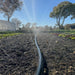 Drip irrigation system watering rows of fresh lettuce and crops on a sunny farm. Water sprays over dark soil near a greenhouse.