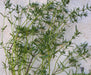 Fresh green savory herb sprigs, slender stems, narrow leaves. Aromatic plant for cooking and seasoning.