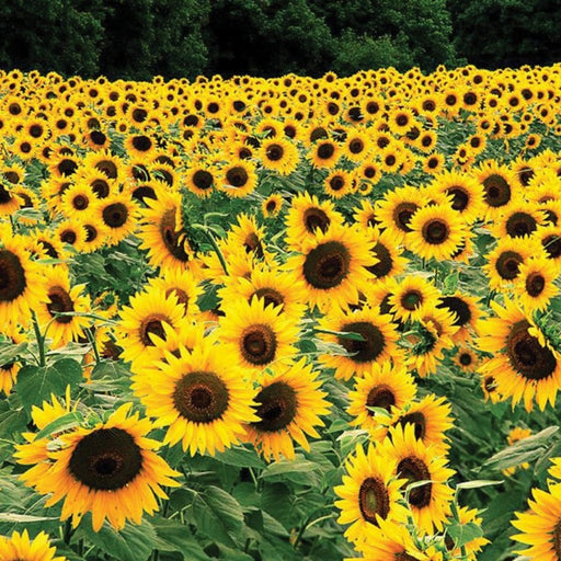Vast sunflower field in full summer bloom. Bright yellow flowers with green leaves stretch towards dark forest.