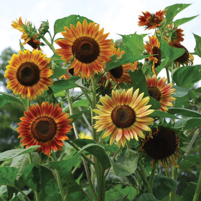 Vibrant orange, yellow, and red-brown sunflowers with dark centers and green leaves in a sunny garden.