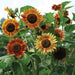 Vibrant orange, yellow, and red-brown sunflowers with dark centers and green leaves in a sunny garden.