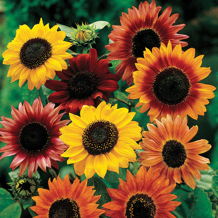Vibrant sunflowers: yellow, orange, red, burgundy blooms and buds in a garden.