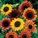 Vibrant sunflowers: yellow, orange, red, burgundy blooms and buds in a garden.