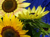 Close-up of vibrant yellow sunflowers and a bud with green leaves against a deep royal blue background.