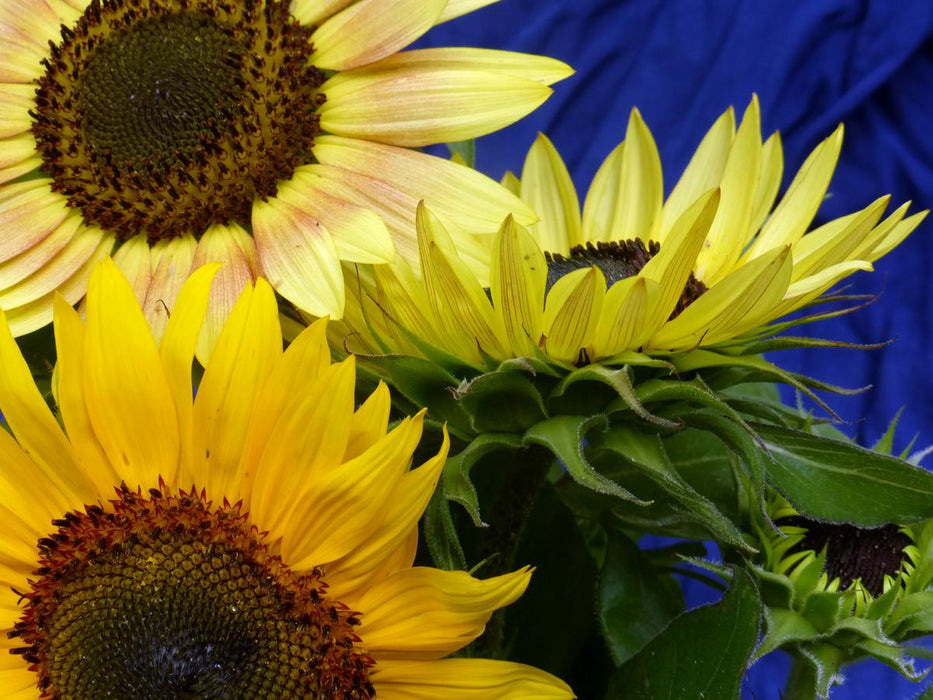 Close-up of vibrant yellow sunflowers and a bud with green leaves against a deep royal blue background.