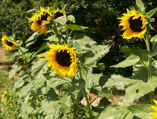 Bright yellow sunflowers with dark centers in a sunny summer garden. Green stalks, blooming nature scene.