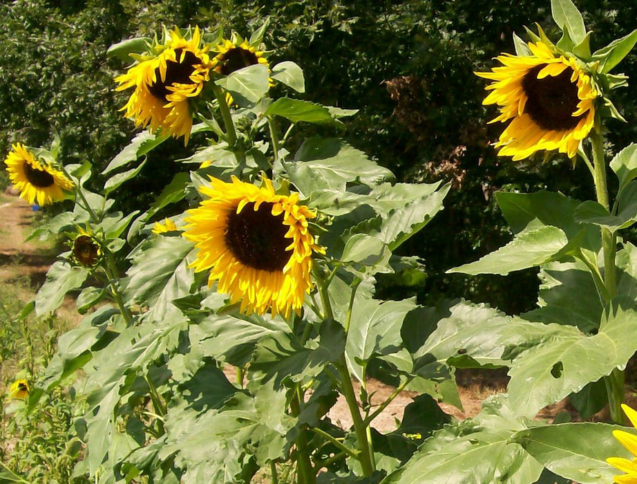 Bright yellow sunflowers with dark centers in a sunny summer garden. Green stalks, blooming nature scene.