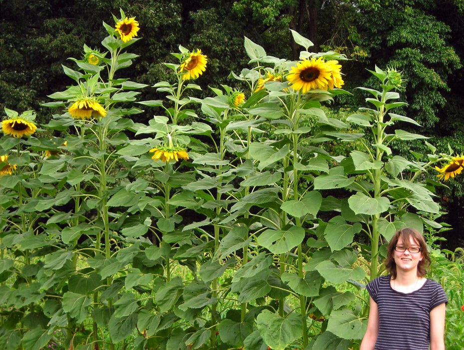 Smiling woman in glasses surrounded by towering yellow sunflowers. Giant plants with green leaves and bright blooms fill a summer garden.