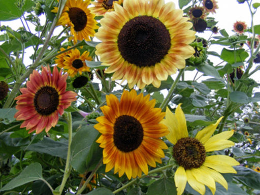 Vibrant garden of sunflowers: yellow, orange, red, and bicolored blooms among green leaves.