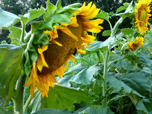 Field of tall, bright yellow sunflowers with a bee on the large foreground bloom. Green foliage.