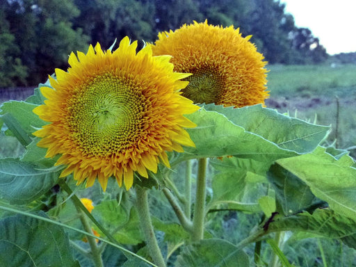Two yellow sunflowers: a fluffy 'Teddy Bear' and a traditional with a green center, blooming in a garden.