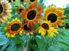 Bouquet of vibrant yellow, orange, and russet sunflowers with dark centers, freshly picked from a sunny garden.