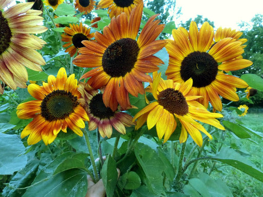 Bouquet of vibrant yellow, orange, and russet sunflowers with dark centers, freshly picked from a sunny garden.