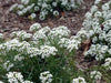 White Sweet Alyssum flowers blooming in a garden with brown mulch. Groundcover plant with small white blooms.
